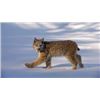 Image 7 : British Columbia Wolf/Lynx Combo Hunt
