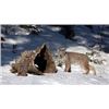 Image 9 : British Columbia Wolf/Lynx Combo Hunt