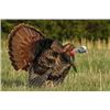 Image 1 : Two Day Eastern Turkey Spring Hunt In Maine