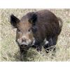 Image 1 : Wild Hog Hunt for Four in Florida