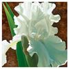 Image 1 : Brian Davis, "Solitary White Iris" Limited Edition Giclee on Canvas, Numbered and Hand Signed with C