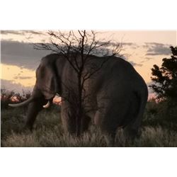 Botswana Elephant