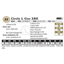 Circle L Gus 28H