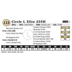 Circle L Elite 255H