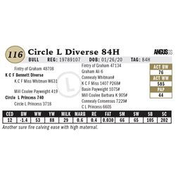 Circle L Diverse 84H