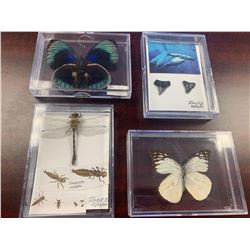 Assorted Insect and Shark Tooth Display Case Lot of 4
