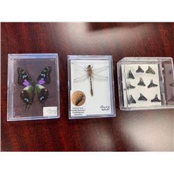 Lot of 3 collector mounted butterfly, dragonfly and sharks teeth