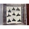 Image 2 : Lot of 3 collector mounted butterfly, dragonfly and sharks teeth