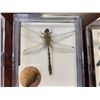 Image 3 : Lot of 3 collector mounted butterfly, dragonfly and sharks teeth