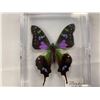 Image 4 : Lot of 3 collector mounted butterfly, dragonfly and sharks teeth