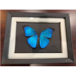 Frame Mounted Butterfly Blue Morphodidius