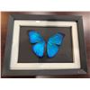 Image 1 : Frame Mounted Butterfly Blue Morphodidius