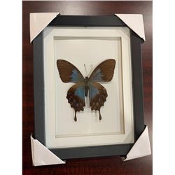 Frame Mounted Butterfly Blue Swallowtail