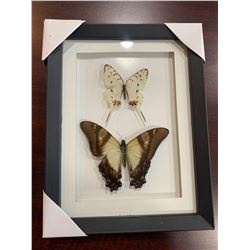 Frame Mounted Butterflies