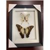 Image 1 : Frame Mounted Butterflies