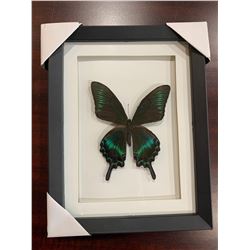 Frame Mounted Butterfly Papililo Mouckii