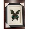 Image 1 : Frame Mounted Butterfly Papililo Mouckii