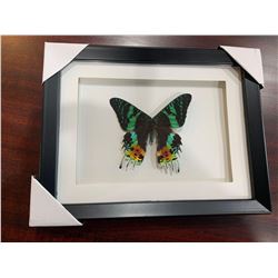 Frame Mounted Madagascar Sonet Moth