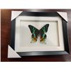 Image 1 : Frame Mounted Madagascar Sonet Moth