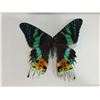 Image 2 : Frame Mounted Madagascar Sonet Moth