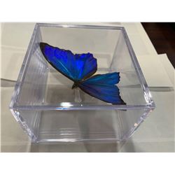 Mounted and Cased Blue irridescent butterfly