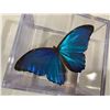 Image 2 : Mounted and Cased Blue irridescent butterfly