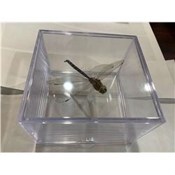 Mounted Large Dragonfly in acrylic case