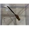 Image 2 : Mounted Large Dragonfly in acrylic case
