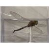 Image 3 : Mounted Large Dragonfly in acrylic case