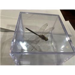 Mounted Large Dragonfly in acrylic case