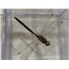 Image 2 : Mounted Large Dragonfly in acrylic case