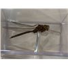 Image 3 : Mounted Large Dragonfly in acrylic case