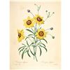 Image 2 : After Pierre-Jospeh Redoute, Floral Print, #24 Corcopsis elegant (Tickseed)