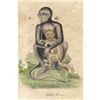 Image 1 : 18thc Hand-colored Engraving, Black Monkey