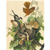 Image 1 : c1946 Audubon Print, #116 Brown Thrasher