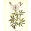 Image 2 : c1946 Audubon Print, #379 Rufus Hummingbird