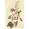 Image 1 : c1946 Audubon Print, #425 Anna's Hummingbird
