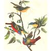 Image 1 : c1946 Audubon Print, #53 Painted Bunting