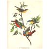 Image 2 : c1946 Audubon Print, #53 Painted Bunting