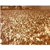 Image 1 : 1940's Coney Island Beach Crowd Photo Print