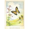 Image 2 : 1920's Tiger Swallowtail Butterfly Color Lithograph Print