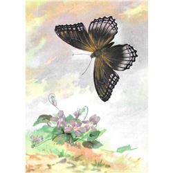 1920's Red-Spotted Purple Butterfly Color Lithograph Print