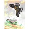 Image 1 : 1920's Red-Spotted Purple Butterfly Color Lithograph Print