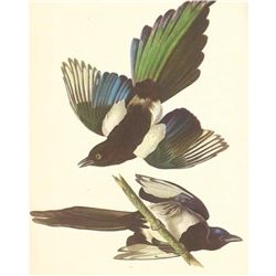 c1950 Audubon Print, American Magpie