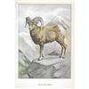 Image 2 : 1920's Mountain Sheep Color Lithograph Print