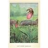 Image 2 : 1920's Lady's Slipper Color Lithograph Print