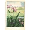 Image 2 : 1920's Blue Flag Color Lithograph Print