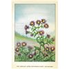 Image 2 : 1920's New England Aster, Michaelmas Daisy Color Lithograph Print