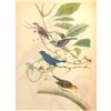 Image 1 : c1946 Audubon Print, #74 Indigo Bunting