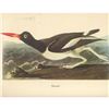 Image 2 : c1950 Audubon Print, Oystercatcher